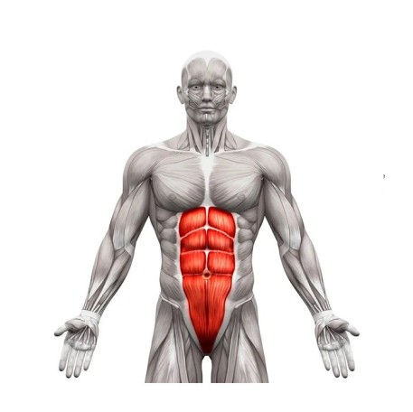 Sternum Arcus Kemeri
